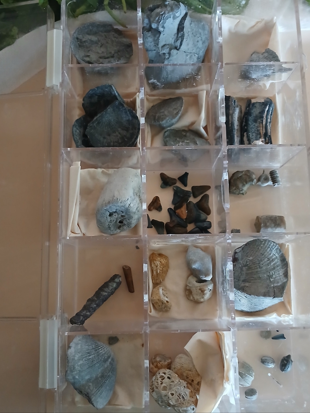 Fossil Collection - Picture 2 of 16